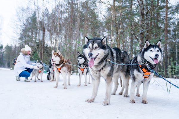 Safári de husky na Lapônia saindo de Saariselkä