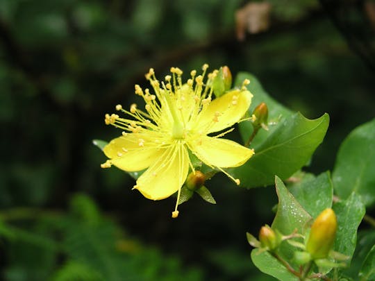 La Gomera Herb Hike