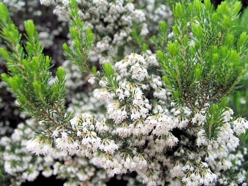 La Gomera Herb Hike