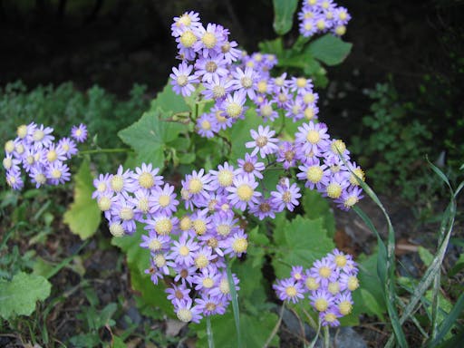 La Gomera Herb Hike
