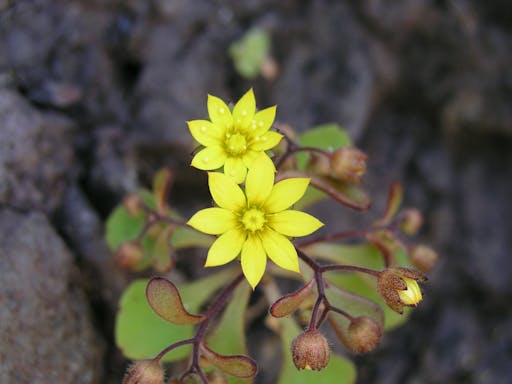 La Gomera Herb Hike