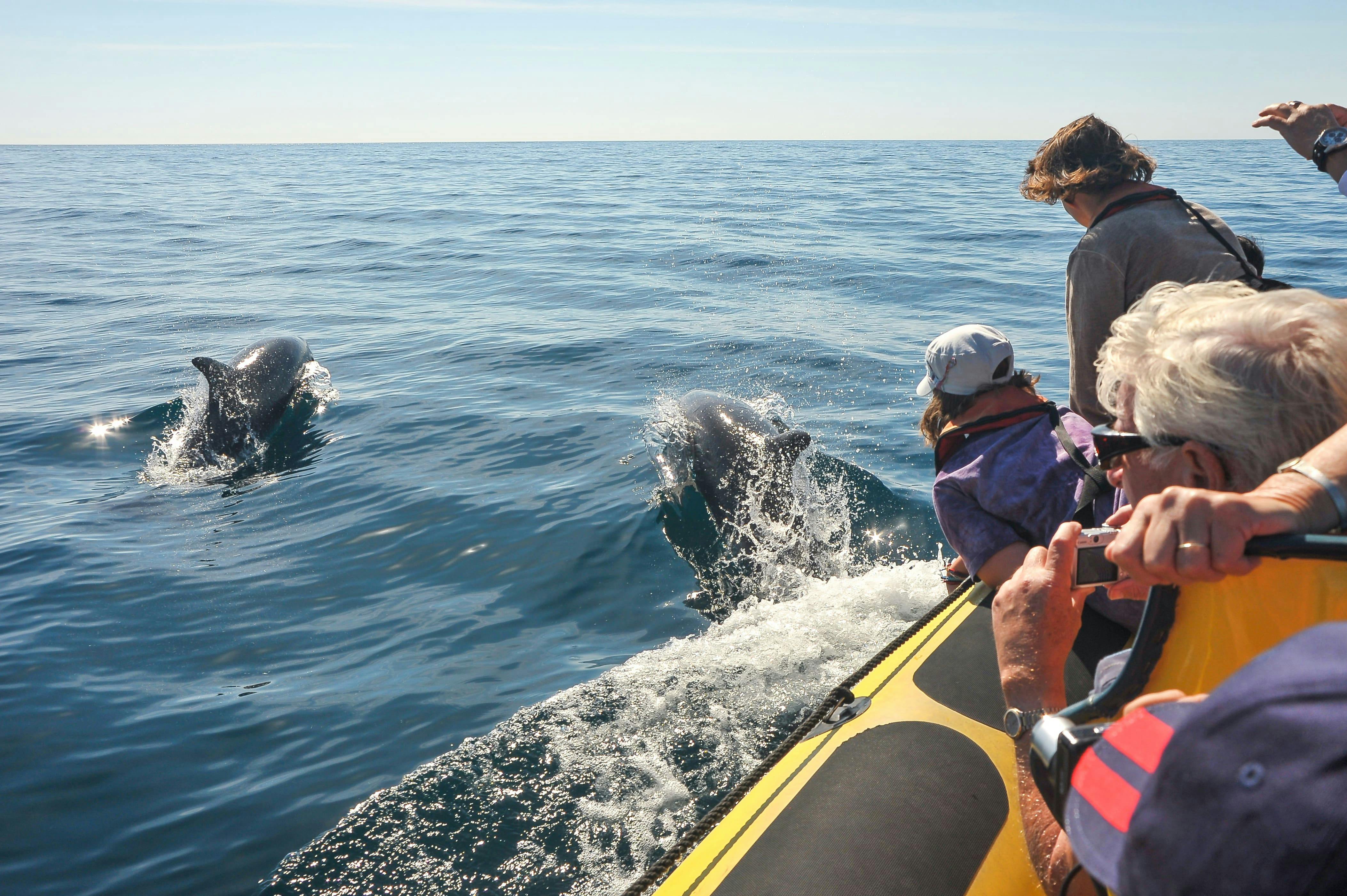 Cueva Insonia y Delfines Lancha Rápida con Transporte desde Albufeira