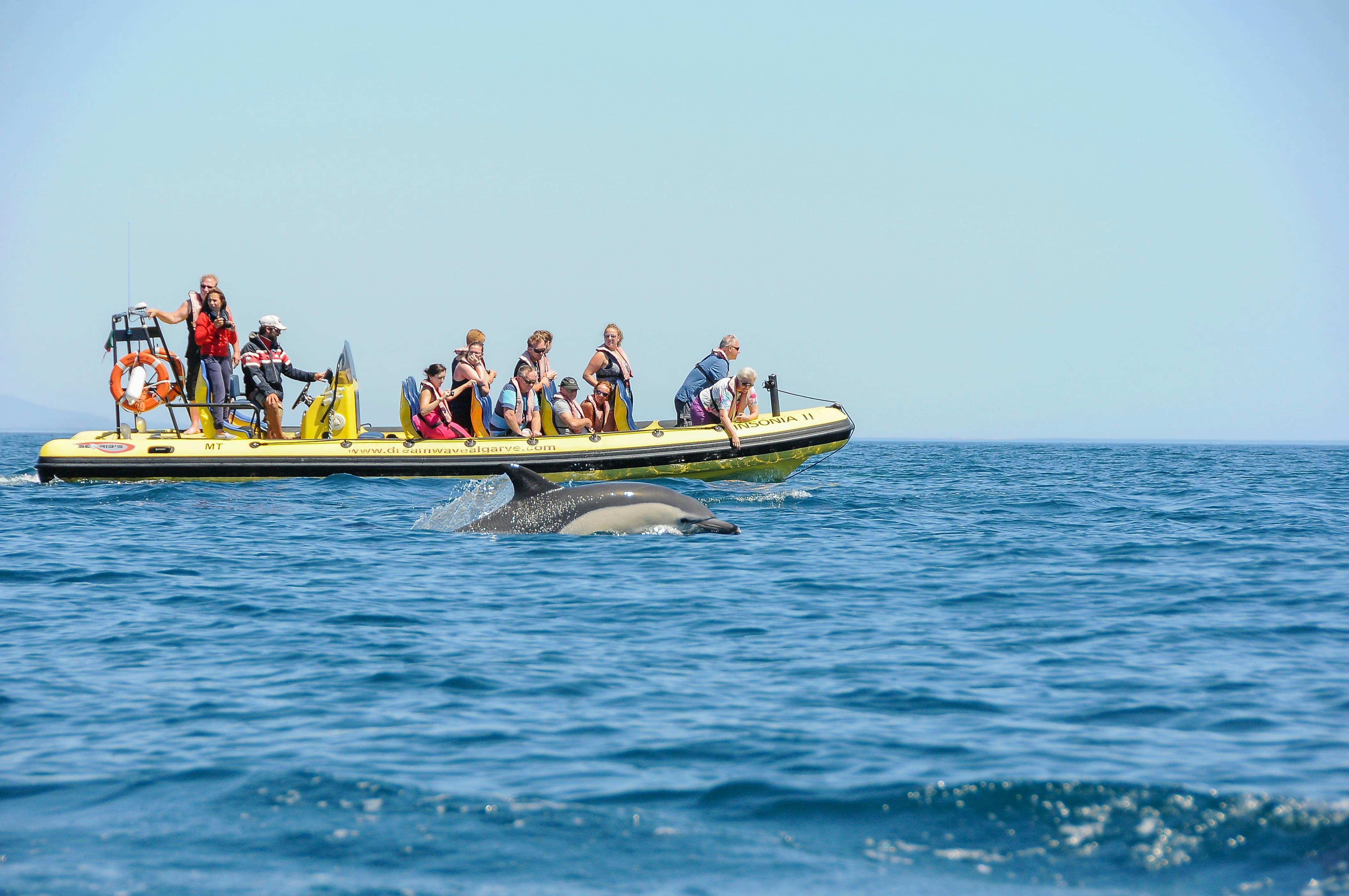 Insonia Dolphin Watching Speedboat Tour with Transport