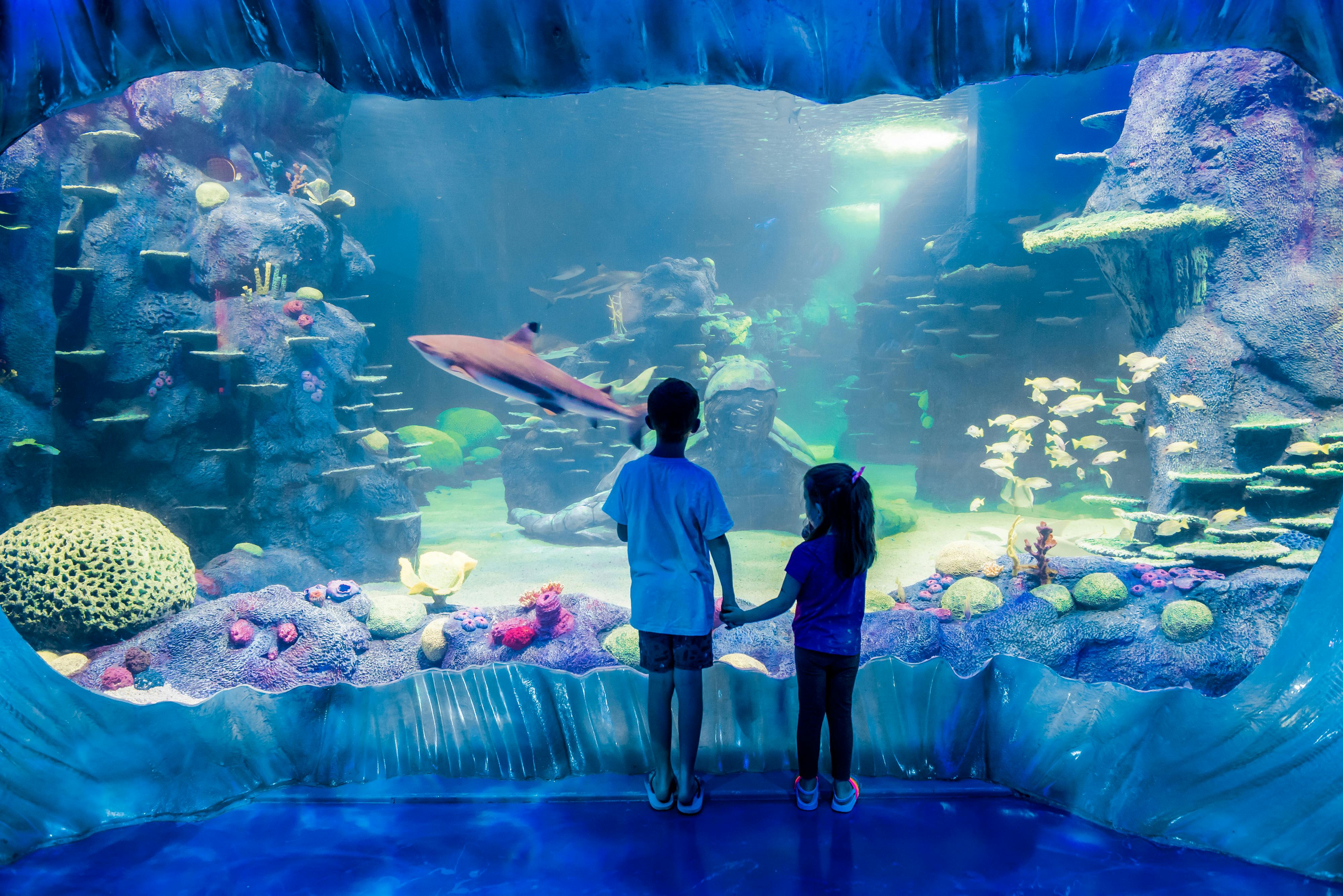 Sea life Sydney Aquarium tickets with combo pass option Musement