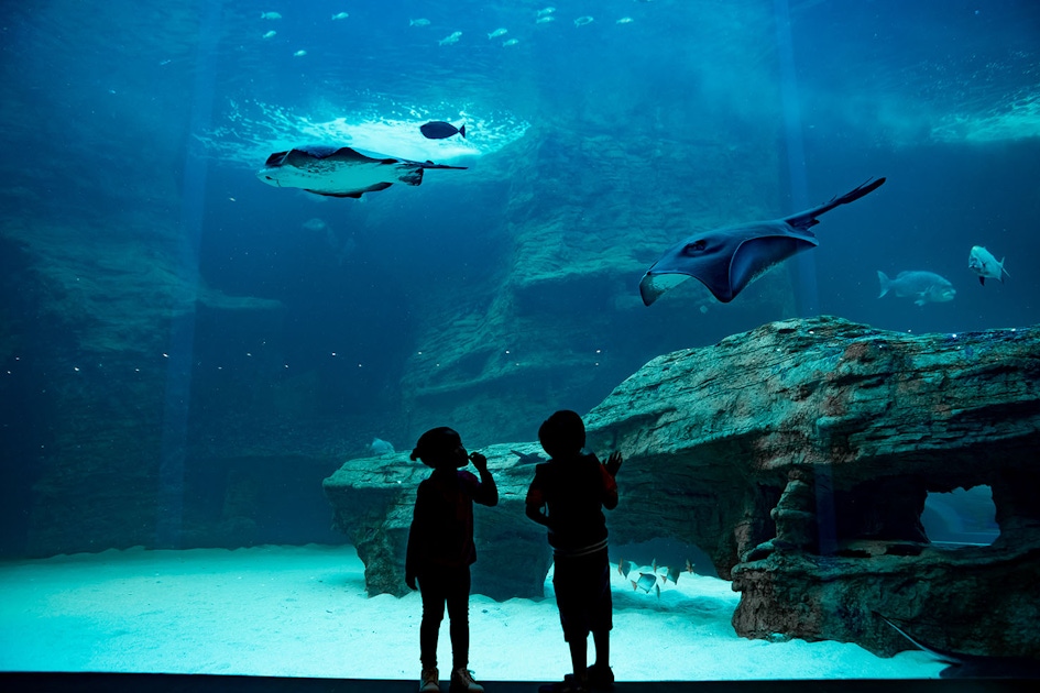 Cape Town Two Oceans Aquarium entrance tickets | musement