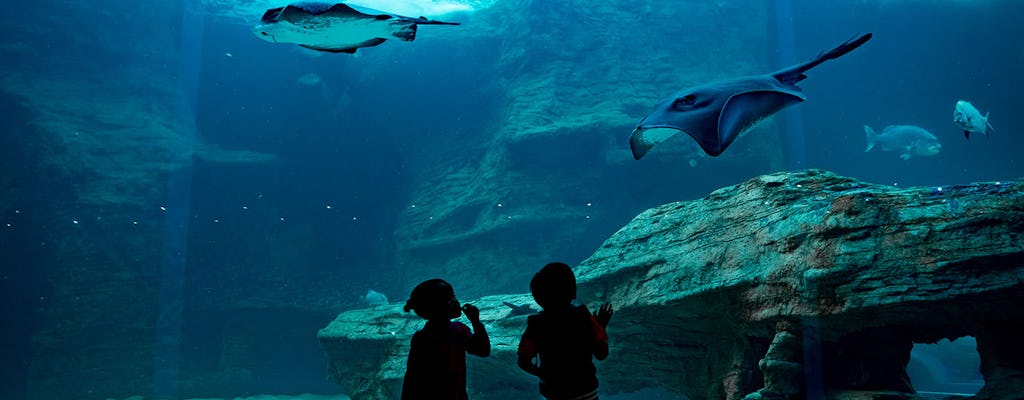 Eintrittskarten für das Two Oceans Aquarium in Kapstadt