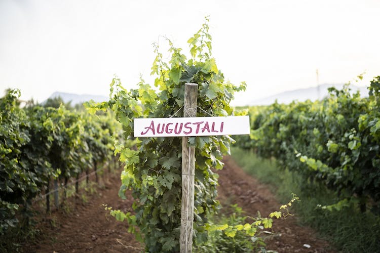 Winery tour and wine tasting at Bio Fattoria Augustali