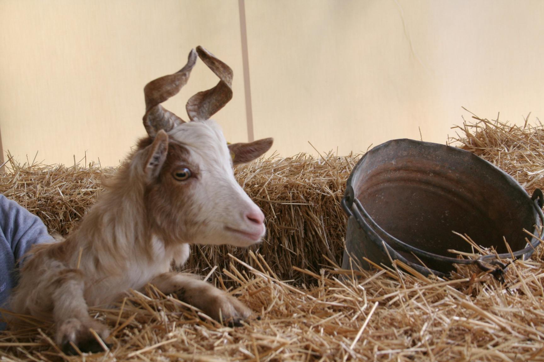 Tour de fazenda de animais e jardim Aaromas em Bio Fattoria Augustali