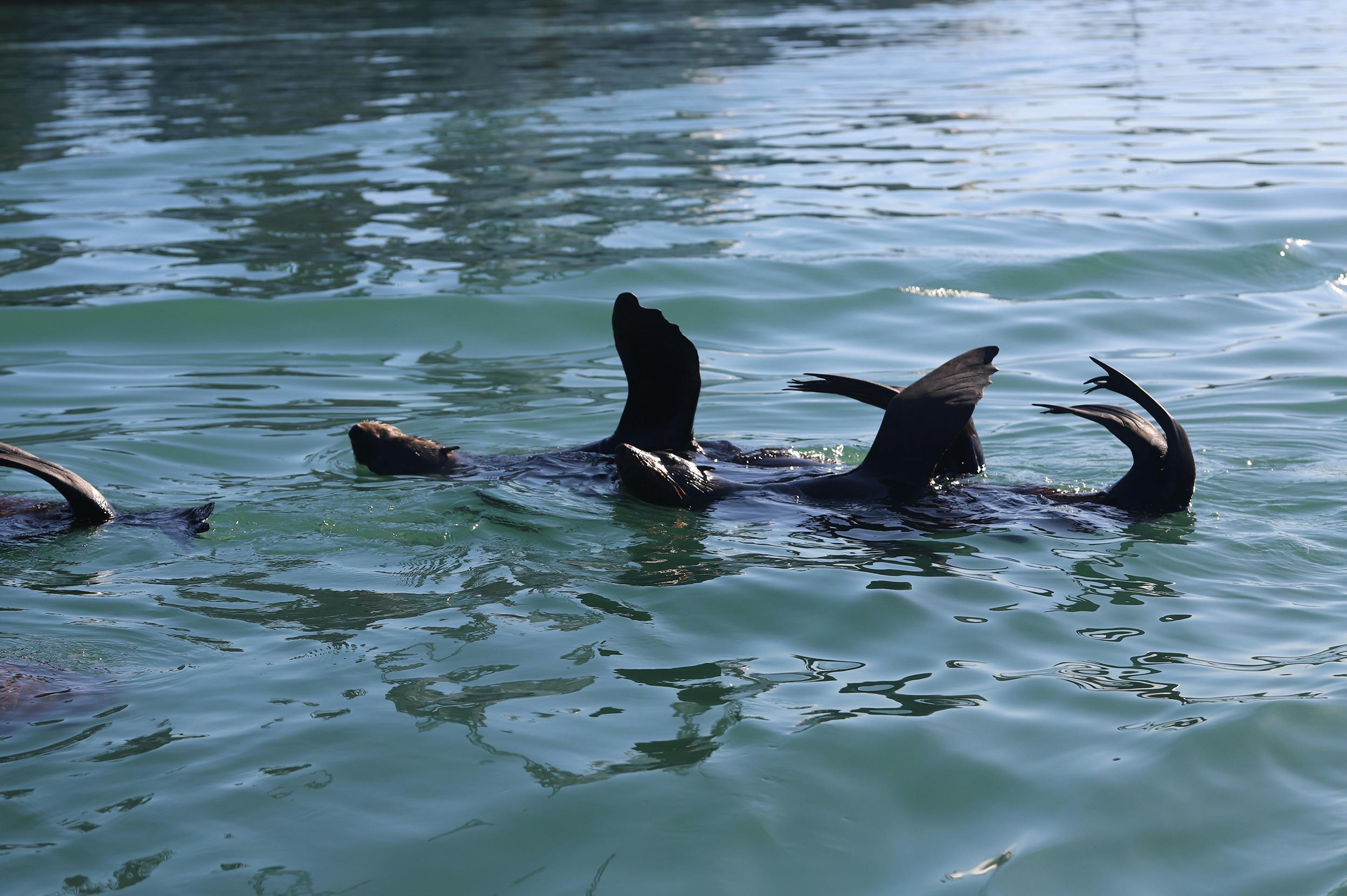 hout bay seal island cruise photos