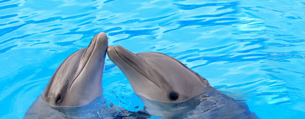 Nado con delfines en Los Cabos