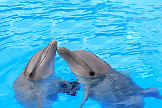 Experiencia con delfines en Los Cabos