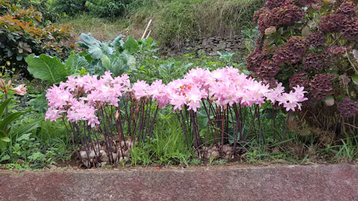 Madeira East Coast 4x4 Tour