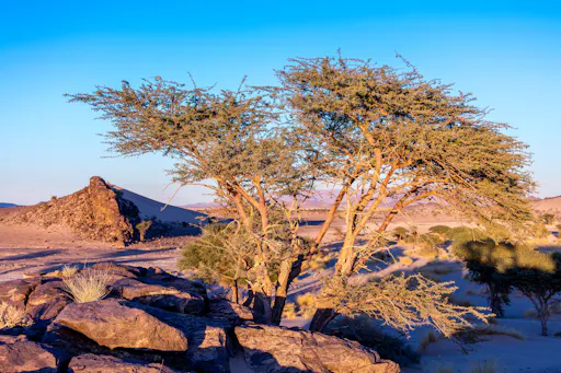 Sea, Sunset & Desert Camp Experience