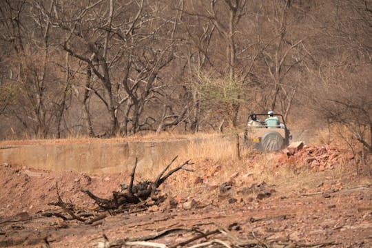 Half-day 4x4 safari at Ranthambore National Park