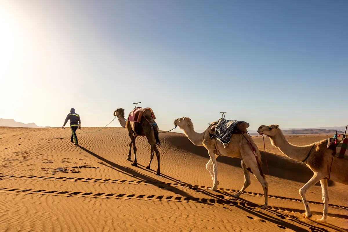 Sea, Sunset & Desert Camp Experience