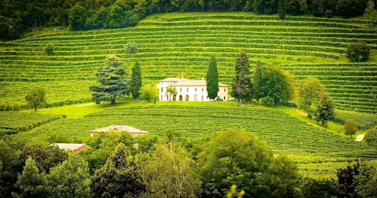 Willamette Valley wineries tour from Portland