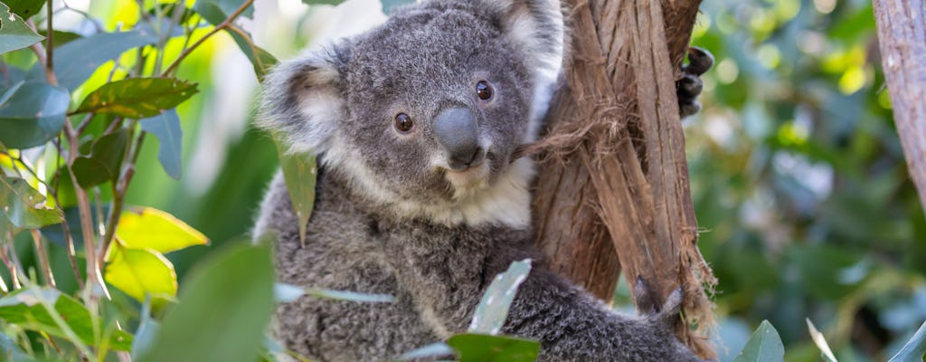 Biglietti per il Wildlife Sydney Zoo