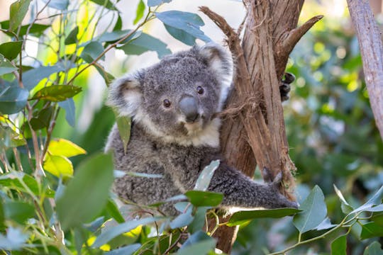 Billets pour le zoo de Sydney pour la faune