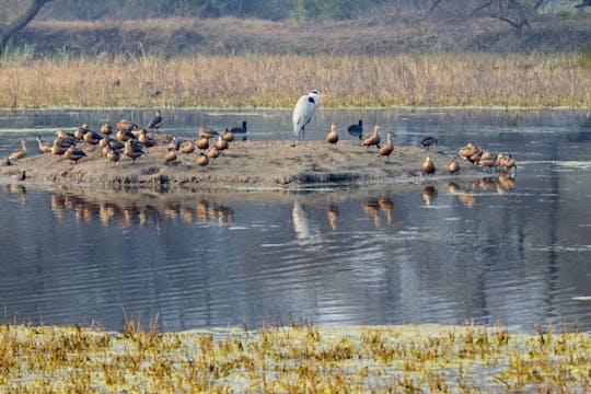 Santuario degli uccelli di Bharatpur di mezza giornata da Agra