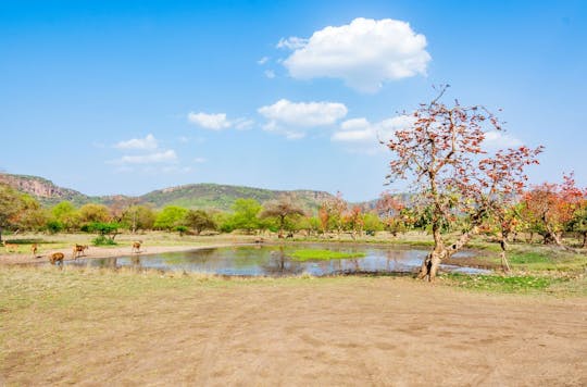 Half-day tour into the past at Ranthambore