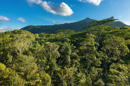 Entradas al bosque de ébano de Mauricio Chamarel