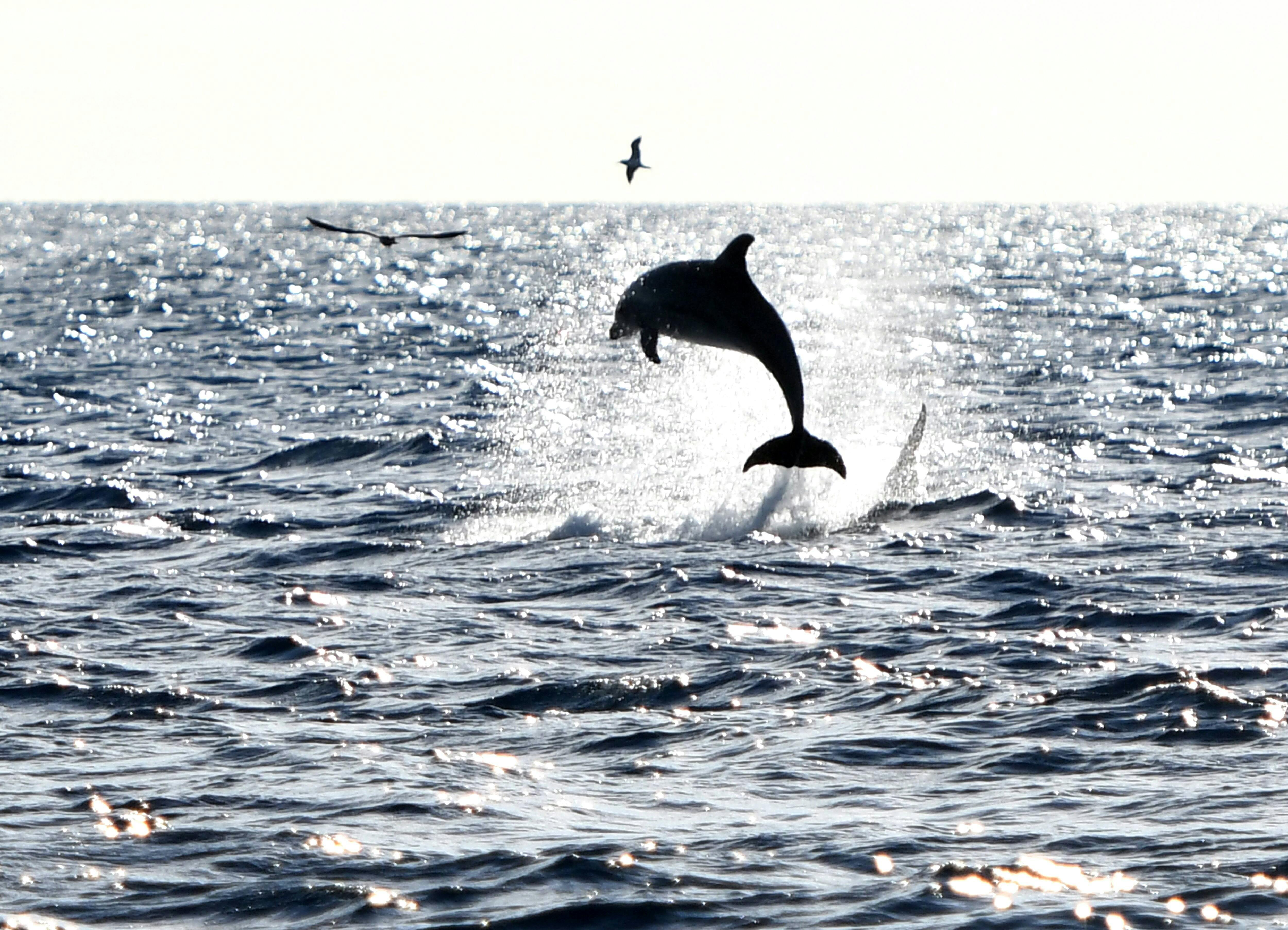 Catamarano Robinson a Maiorca Nord per l'osservazione dei delfini con trasferimento