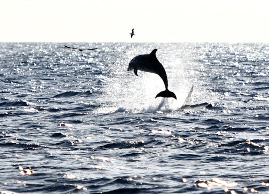 Catamarano Robinson a Maiorca Nord per l'osservazione dei delfini con trasferimento