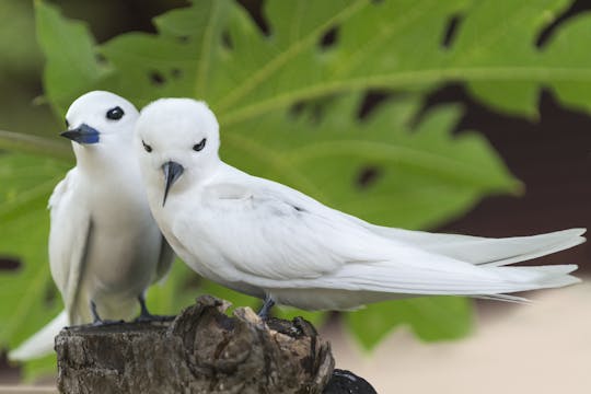 Helikopterexcursie naar vogelreservaat Aride Island vanuit Mahé