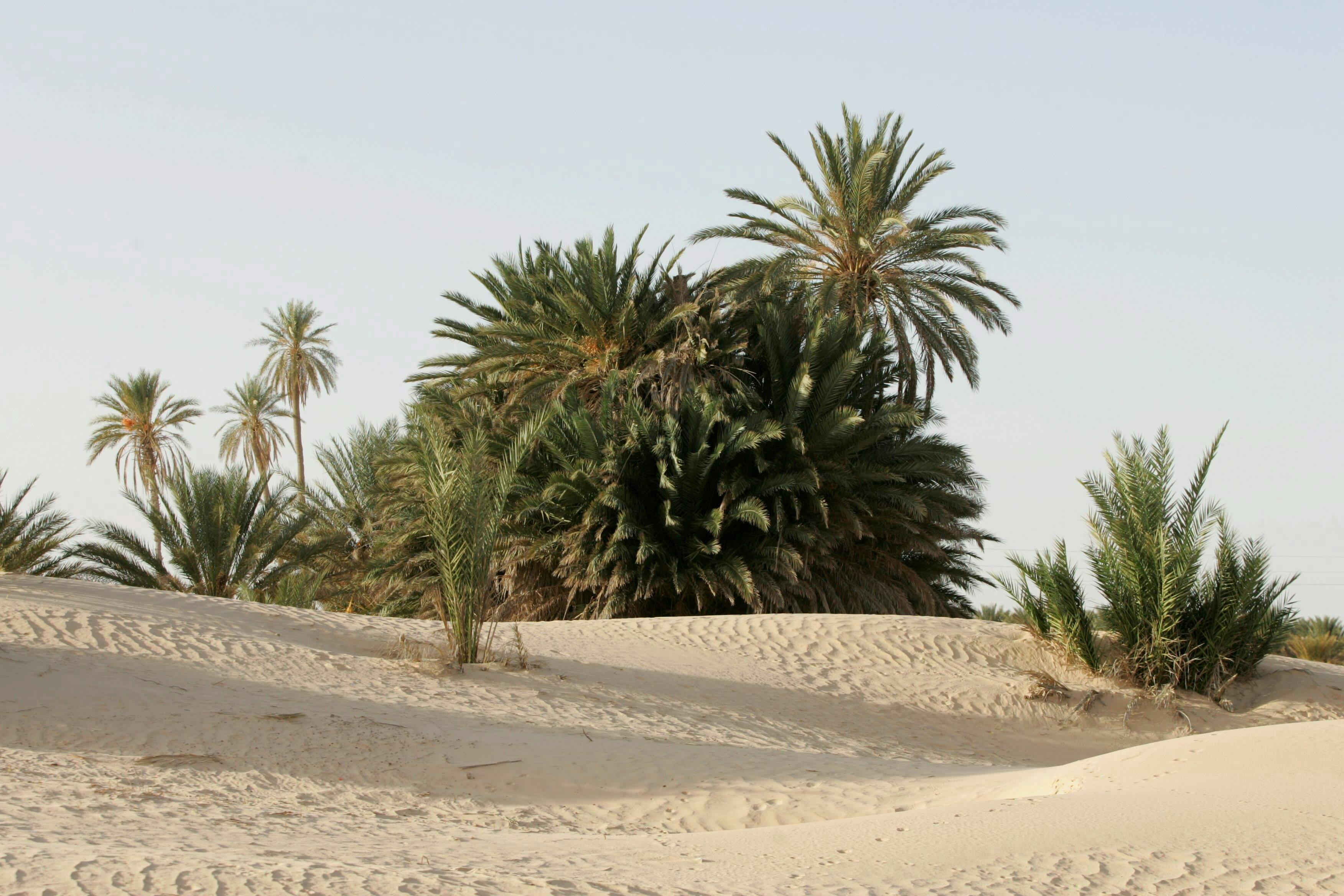 Tunisian Sahara Three Deserts & Oasis Overnight Tour
