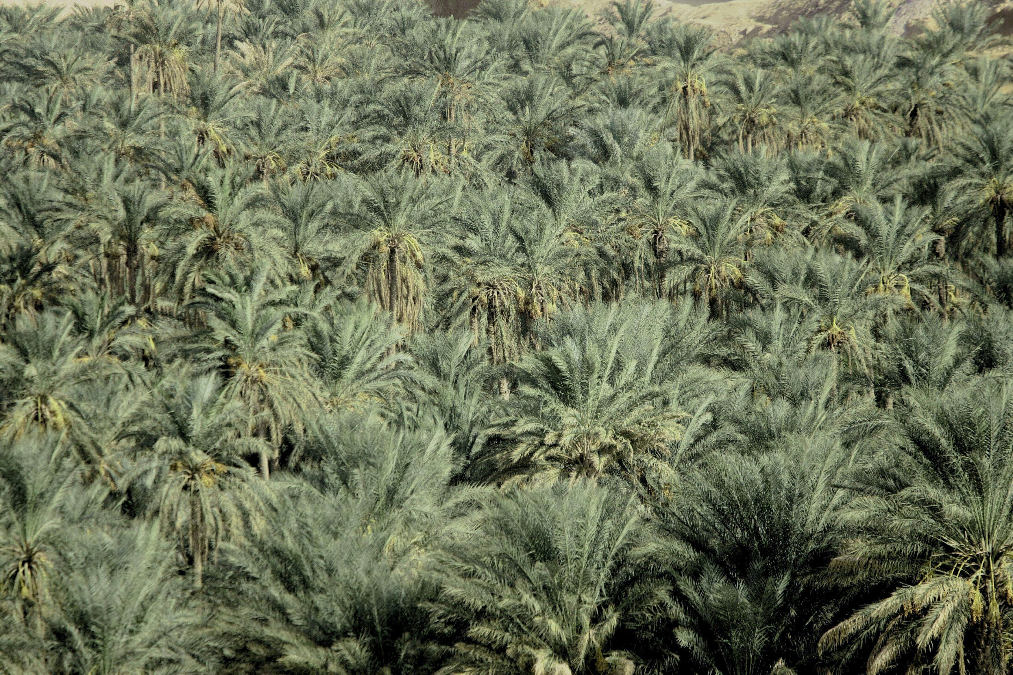 Tunisian Sahara Three Deserts & Oasis Overnight Tour