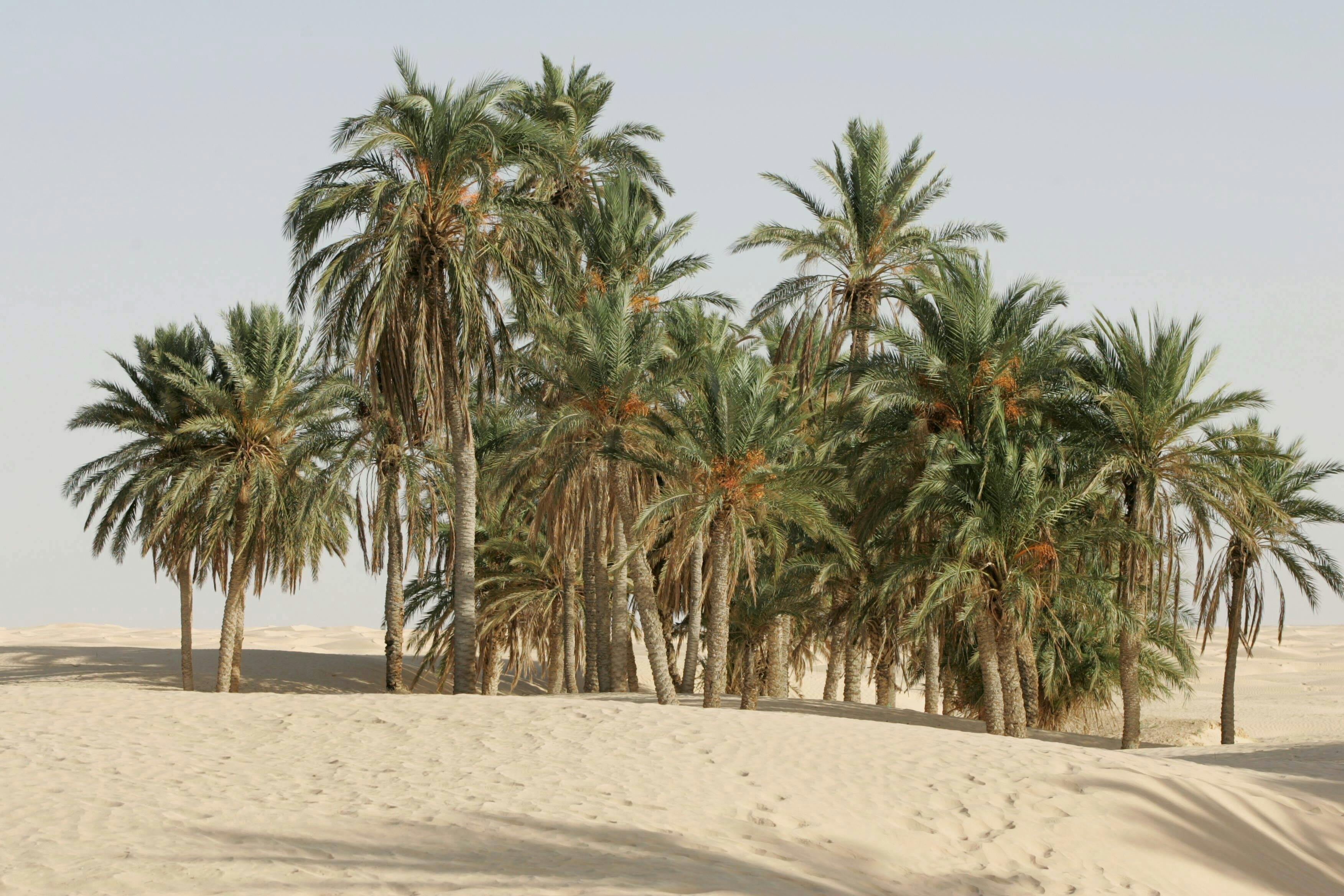 Tunisian Sahara Three Deserts & Oasis Overnight Tour