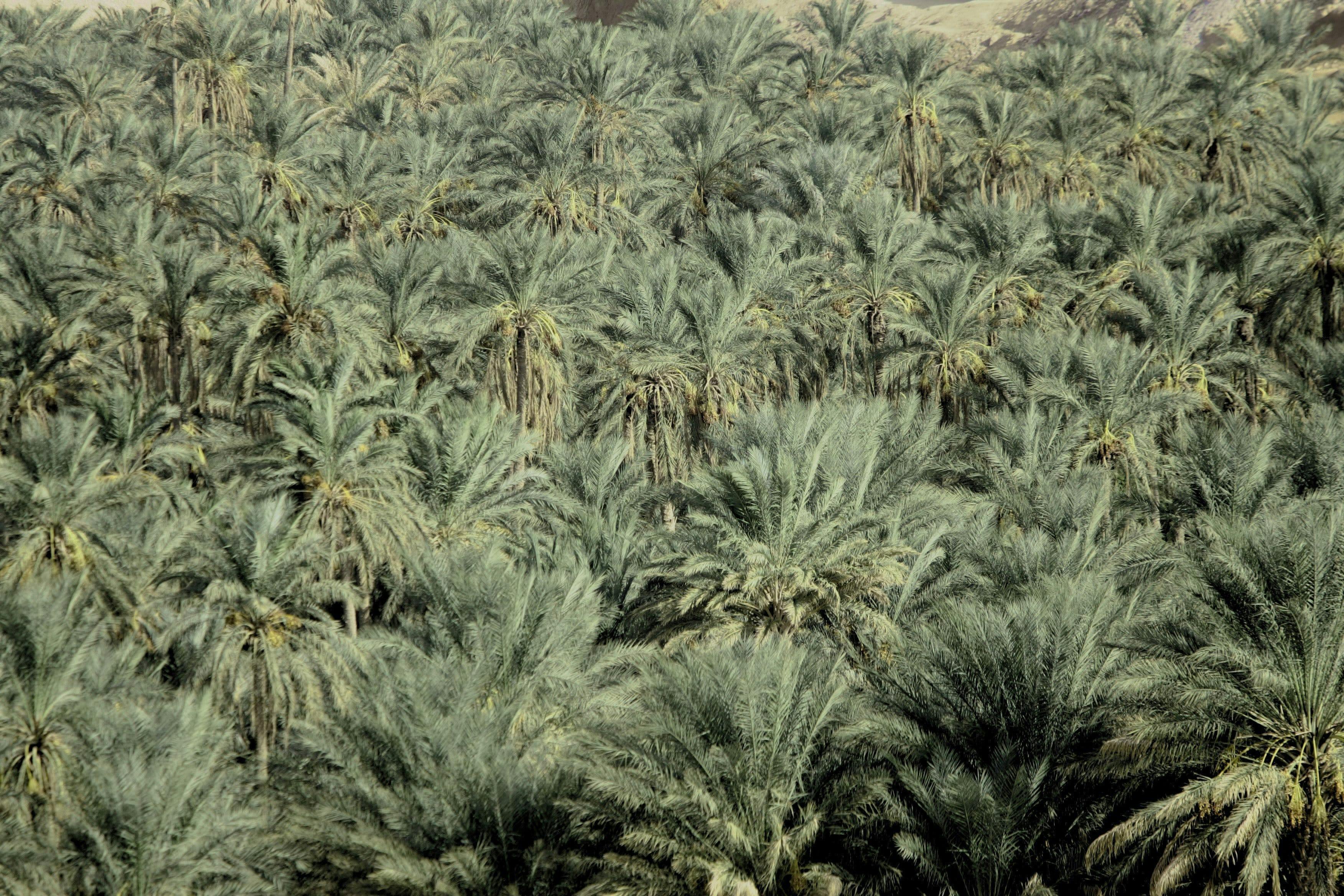 Tunisian Sahara Three Deserts & Oasis Overnight Tour