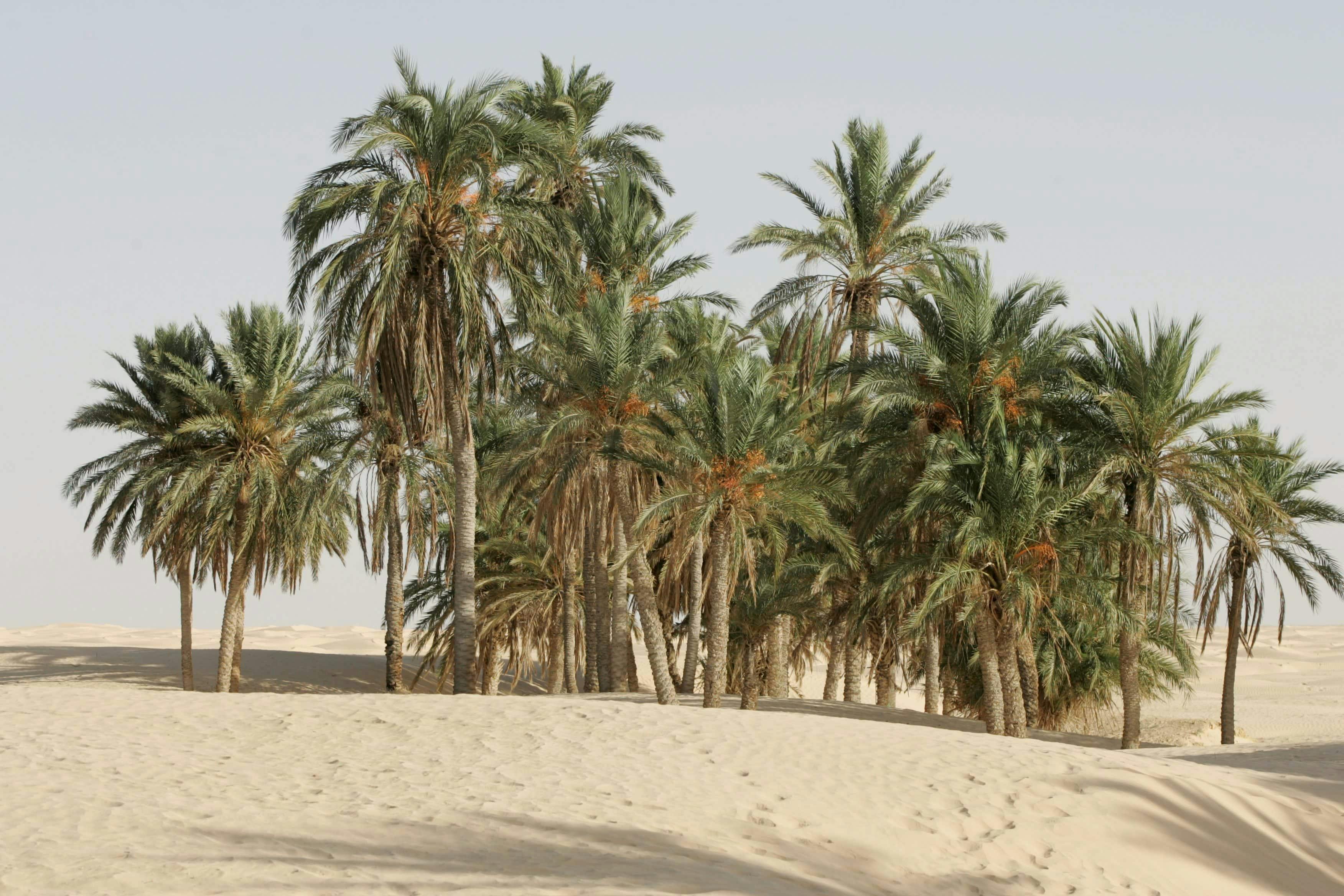 Tunisian Sahara Three Deserts & Oasis Overnight Tour