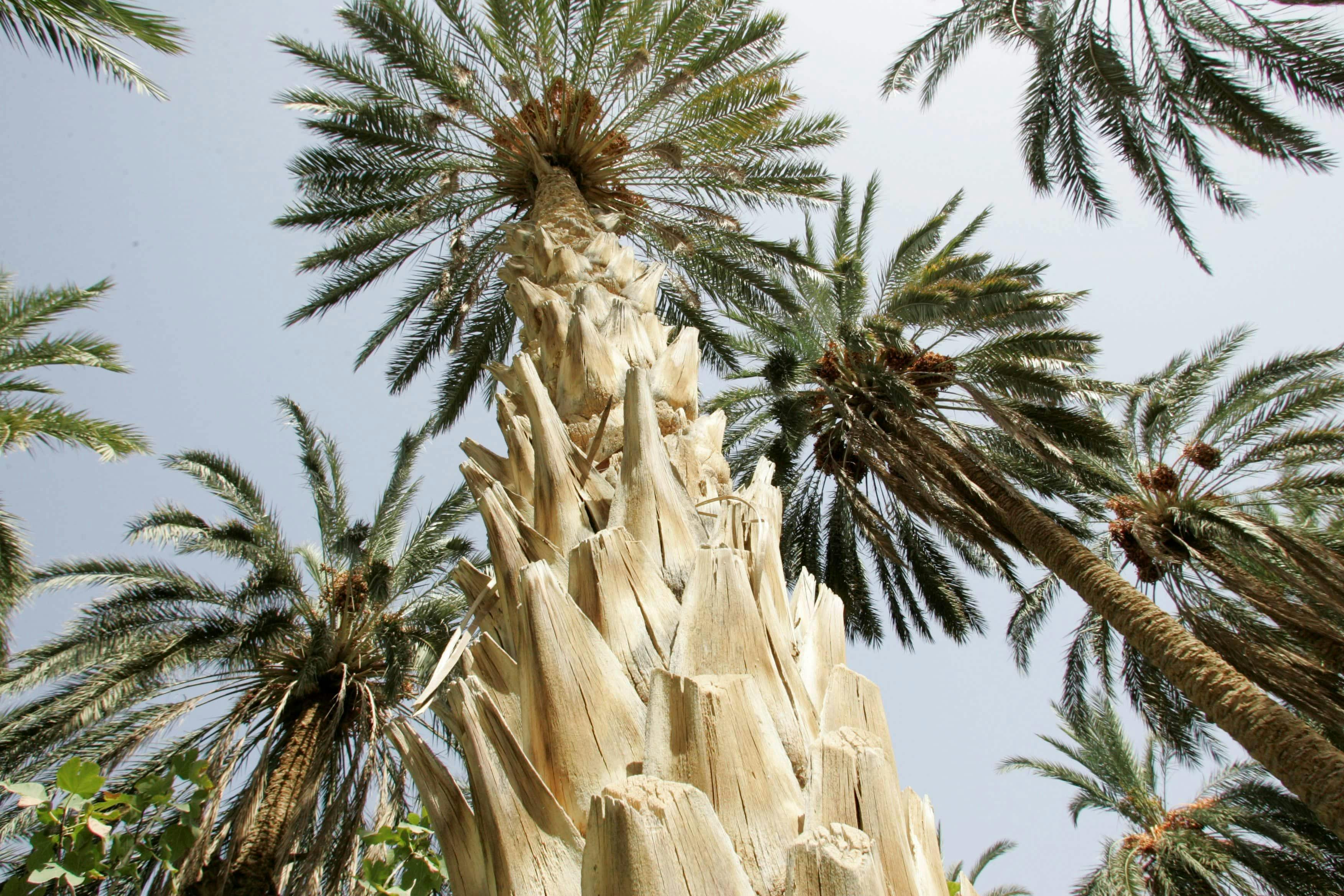 Tunisian Sahara Three Deserts & Oasis Overnight Tour