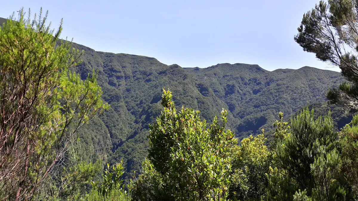 Fanal Assobiadores Walk