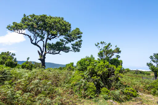 Fanal Assobiadores Walk
