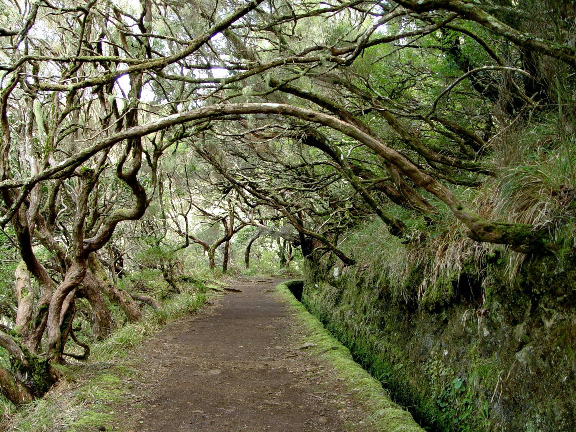 Madeira Combo 4x4 Tour and Rabaçal Valley Walk