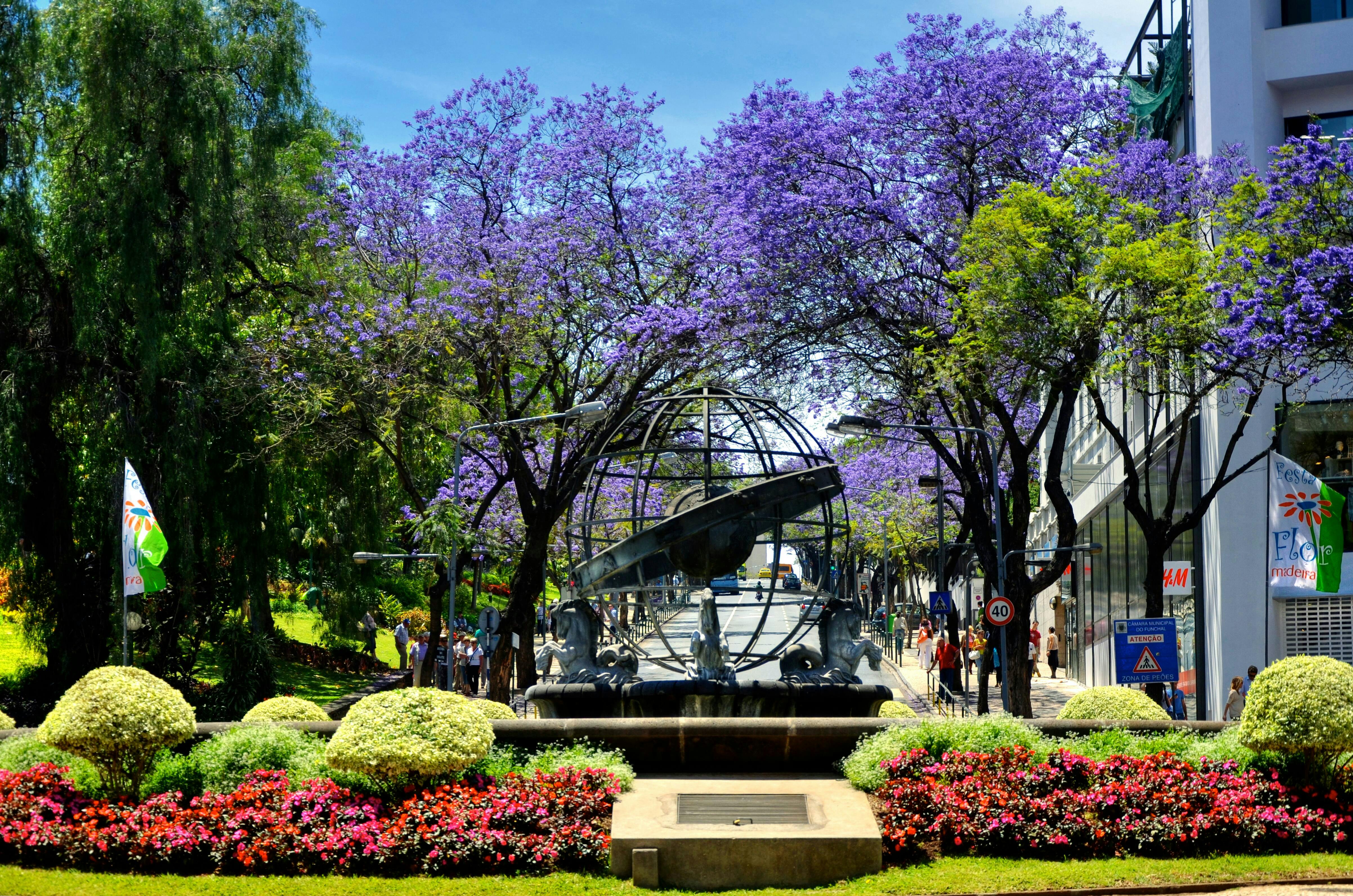 Funchal Botanical Garden Tukxi Tour