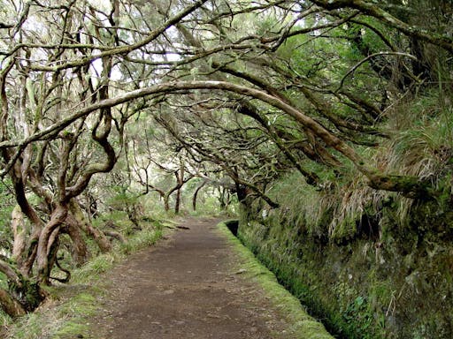 Madeira Combo 4x4 Tour and Rabaçal Valley Walk