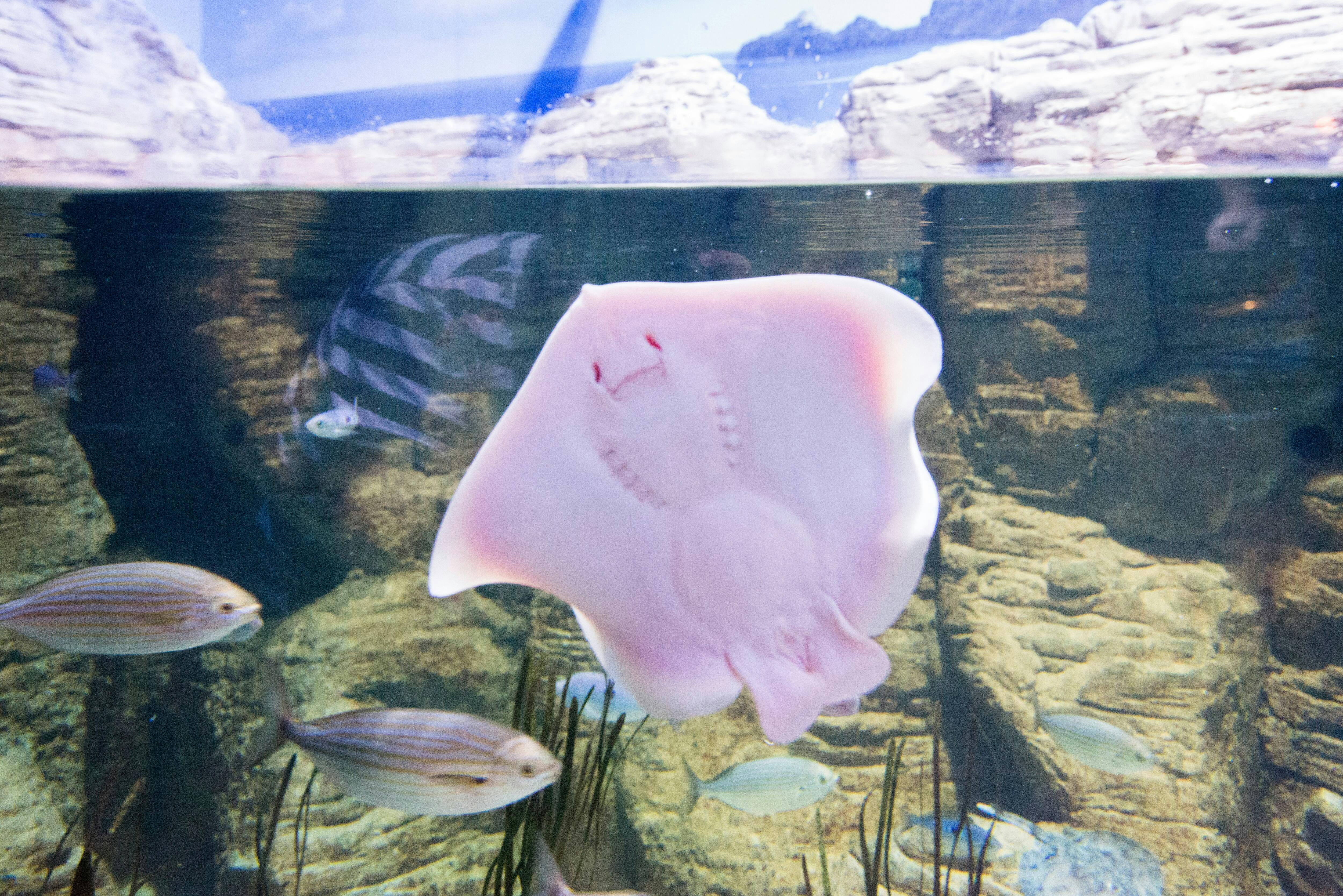 Malta National Aquarium Ticket