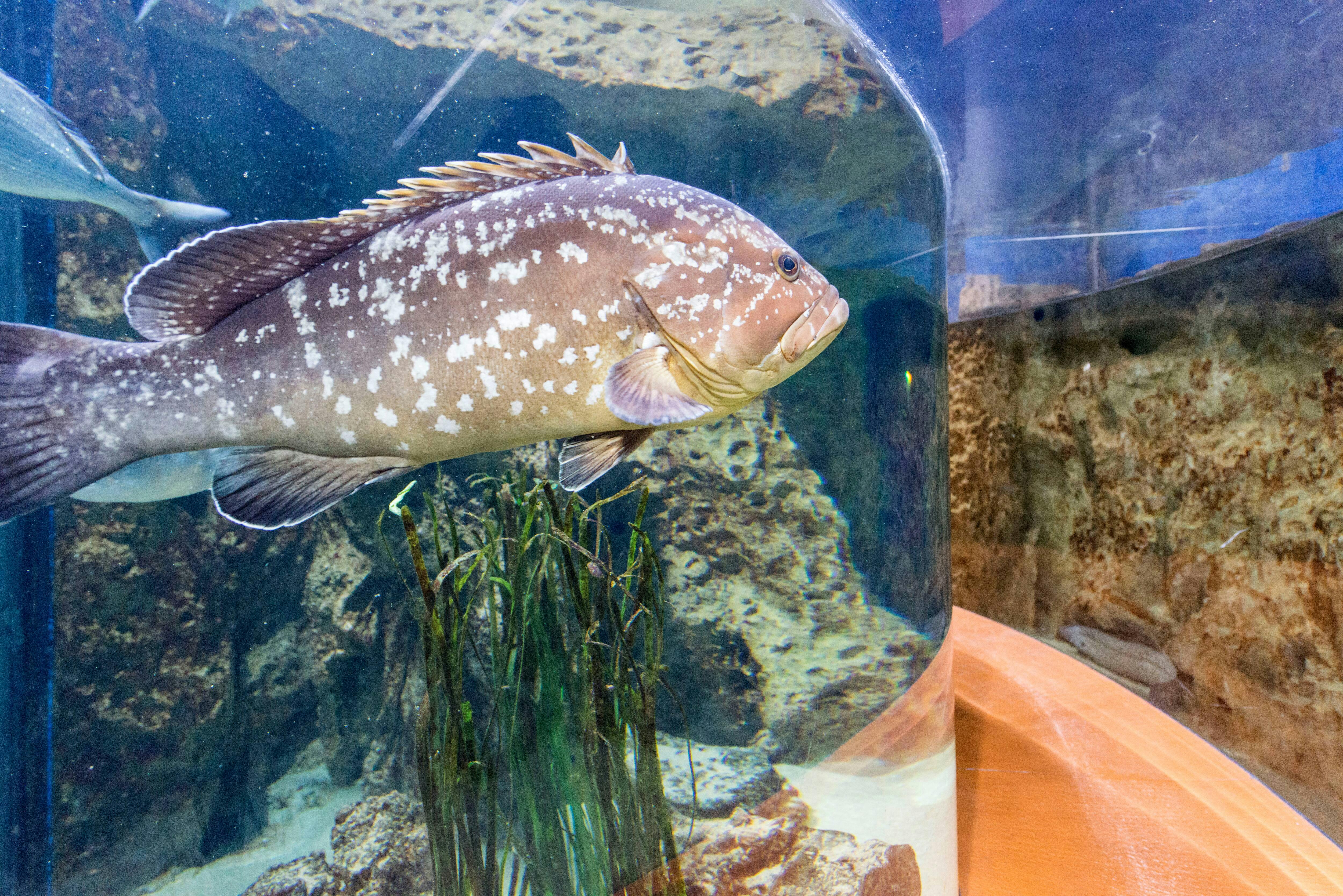 Malta National Aquarium Ticket