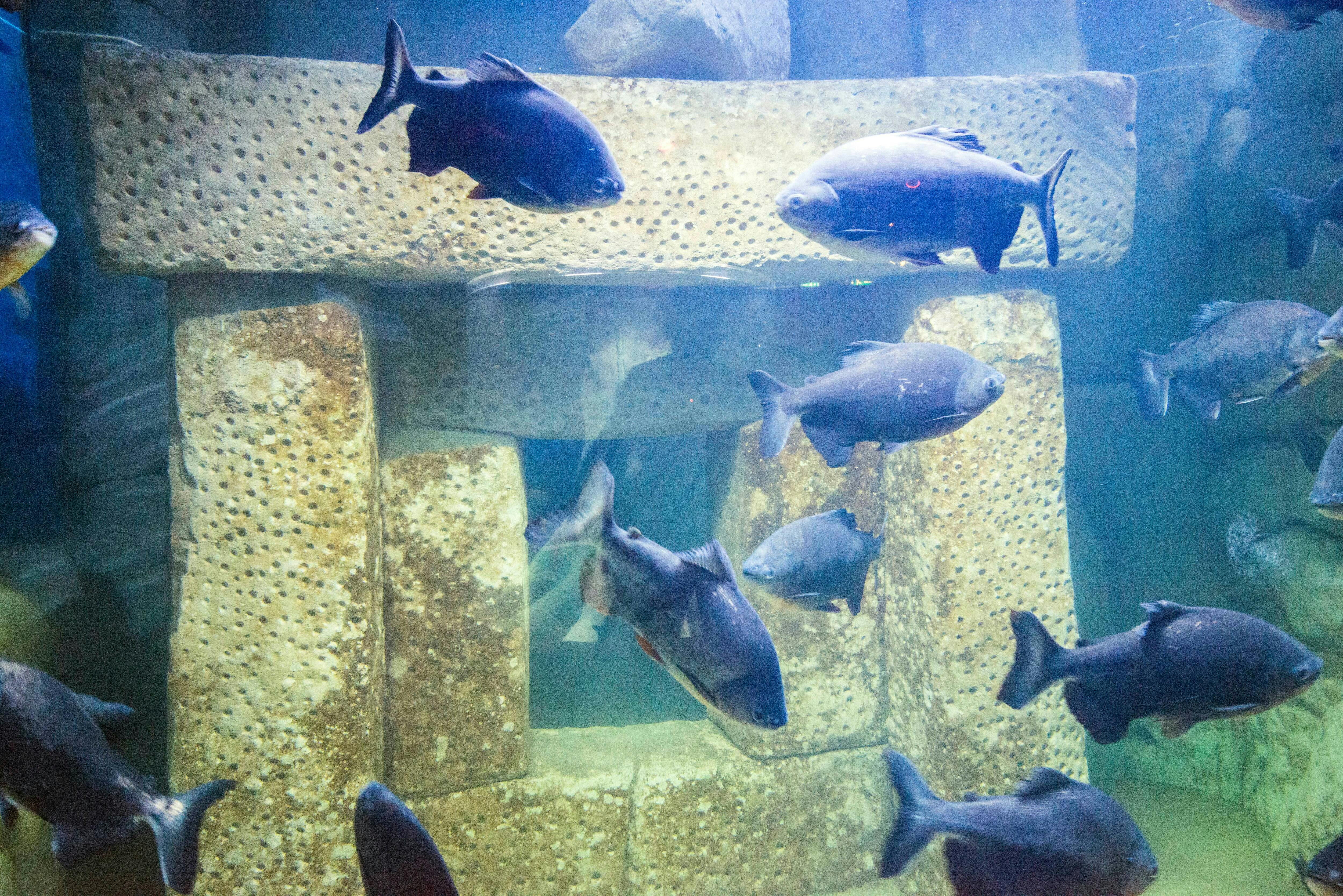 Malta National Aquarium Ticket