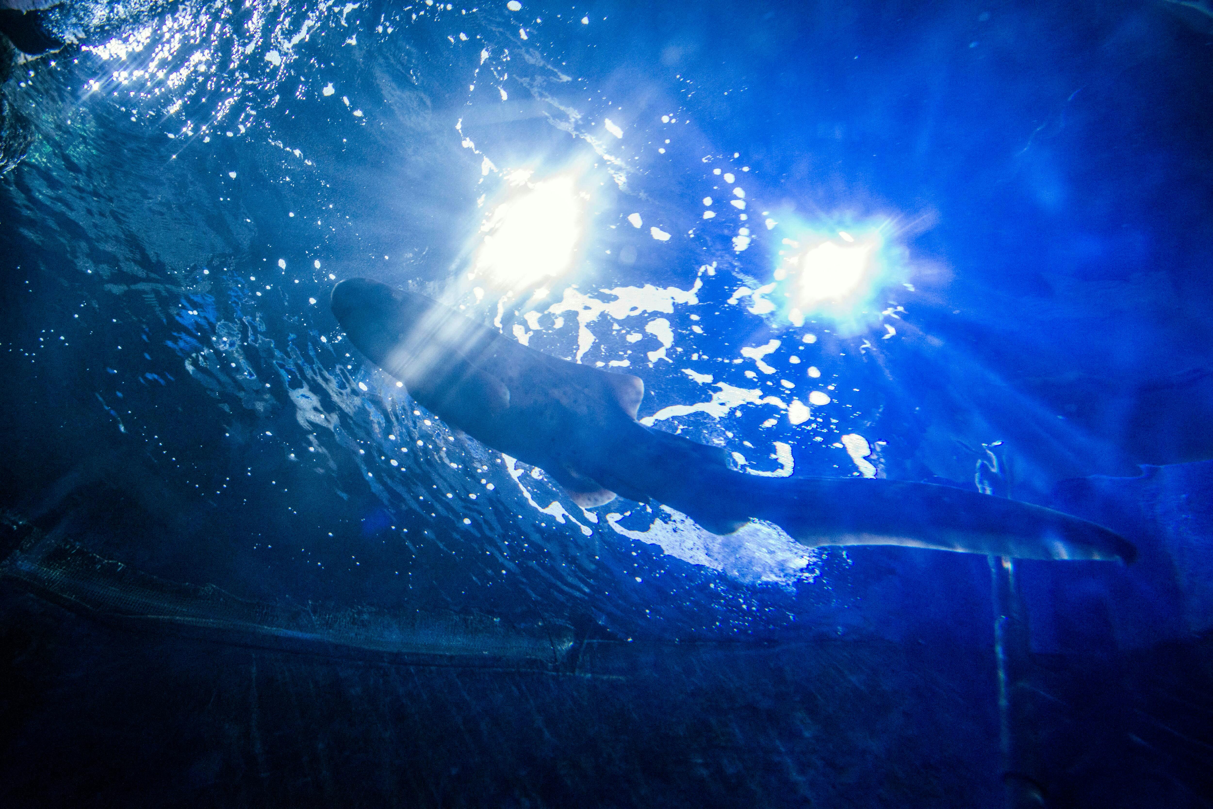 Malta National Aquarium Ticket