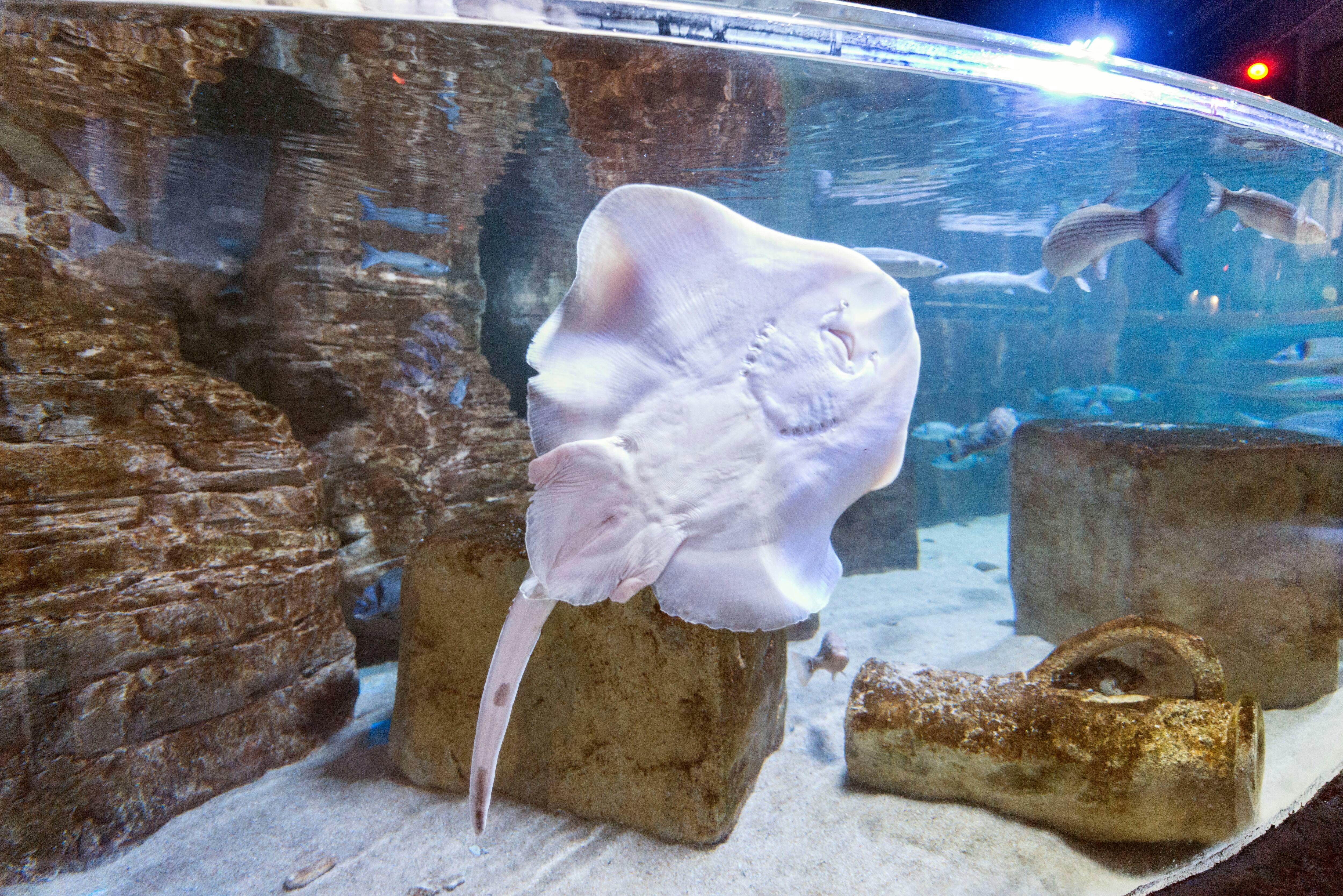 Malta National Aquarium Ticket