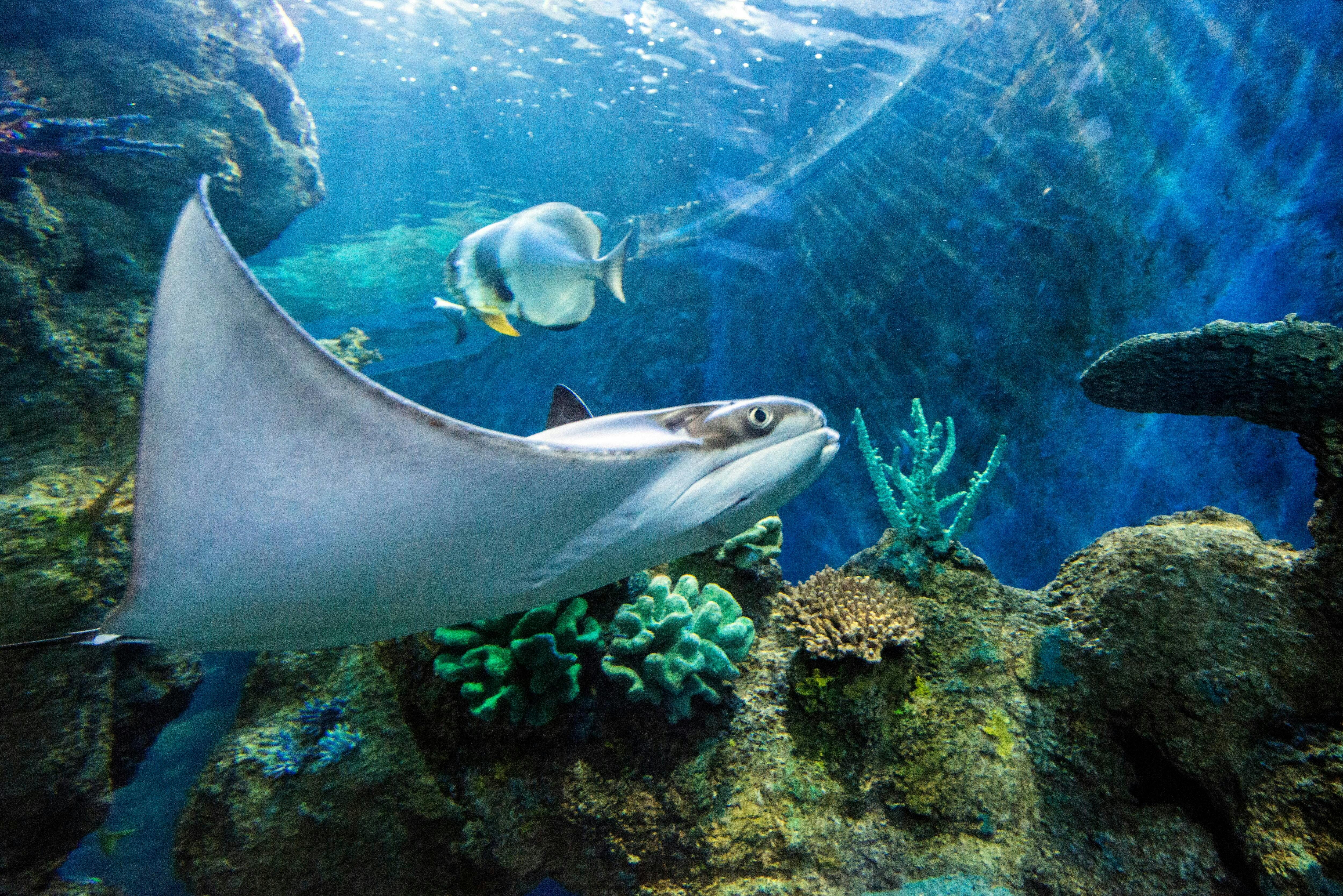 Malta National Aquarium Ticket