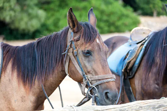 Randonnées à cheval à L'Aldosa