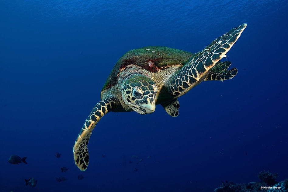 Tahiti morning turtles snorkeling | musement