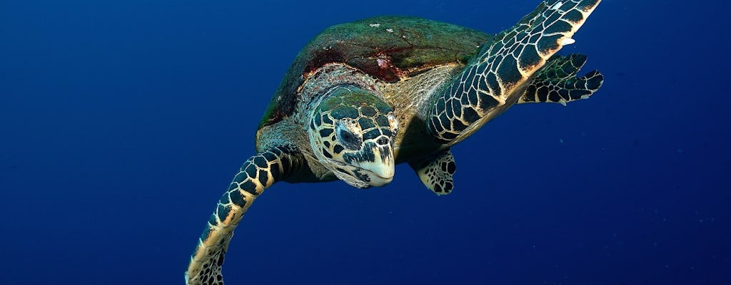 Утром черепах Таити подводное плавание