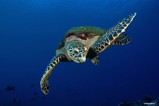 Buceo con esnórquel en las tortugas de Tahití por la mañana