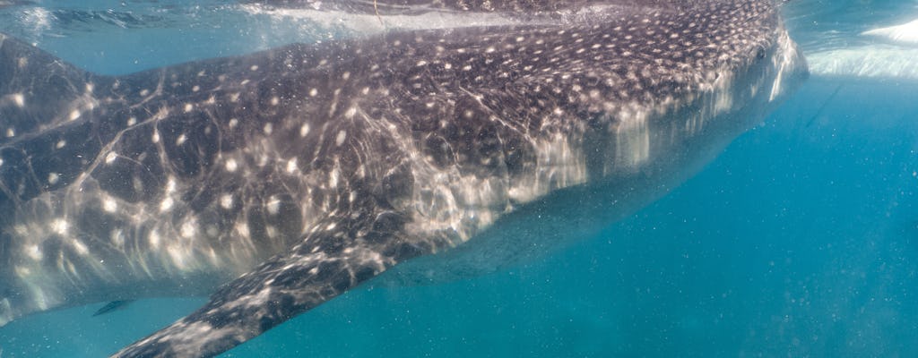 Osservazione degli squali nella barriera corallina di Adaaran Select Hudhuranfushi